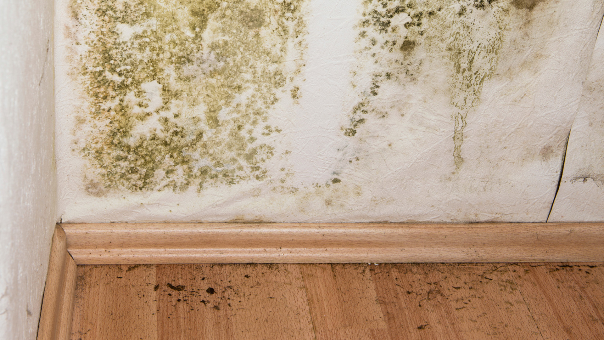 A-Tech Consulting, Inc. - The Side Effects of mold