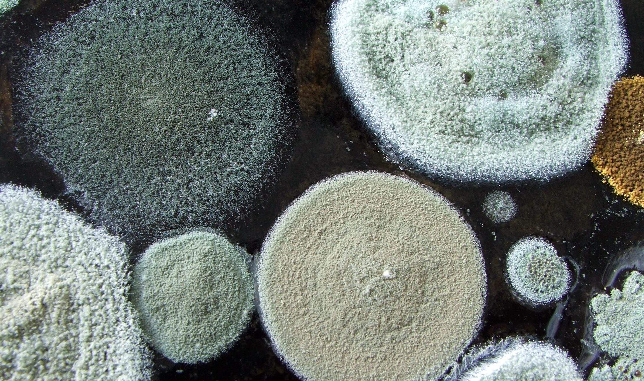 Health Risks of Mold - A-Tech